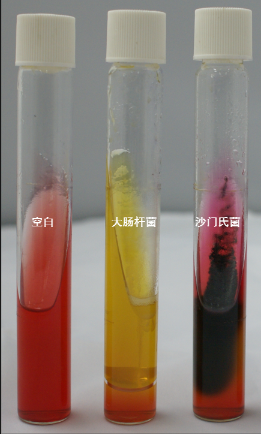 VRBA內(nèi)的紅色小菌落，有可能是沙門氏菌？