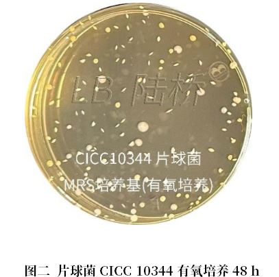 乳酸菌檢驗新角色——片球菌屬與魏茨曼氏菌屬 乳酸菌檢驗新角色——片球菌屬與魏茨曼氏菌屬