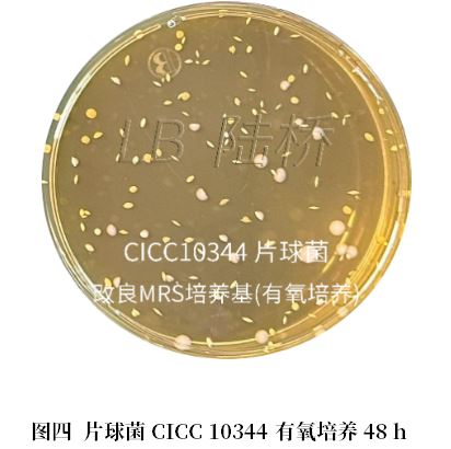 乳酸菌檢驗新角色——片球菌屬與魏茨曼氏菌屬 乳酸菌檢驗新角色——片球菌屬與魏茨曼氏菌屬