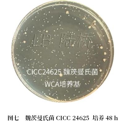 乳酸菌檢驗新角色——片球菌屬與魏茨曼氏菌屬 乳酸菌檢驗新角色——片球菌屬與魏茨曼氏菌屬